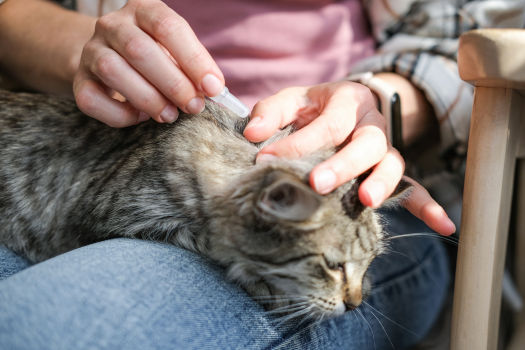 Applicazione di un trattamento antiparassitario tramite pipetta su un gatto
