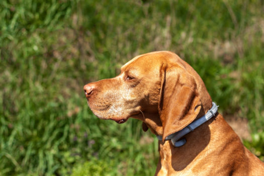 cane che indossa un collare antiparassitario per la prevenzione di pulci e zecche