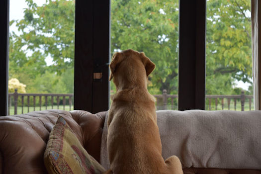 cane in casa al sicuro che guarda dalla finestra protezione dai pappataci e dalla leishmaniosi