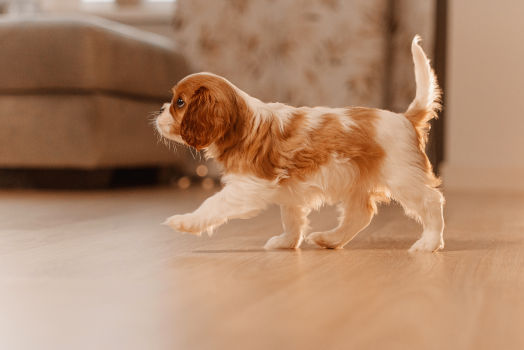 Cucciolo che esplora con curiosità un ambiente domestico sicuro e ordinato