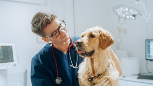 veterinario con un cane durante una visita di controllo
